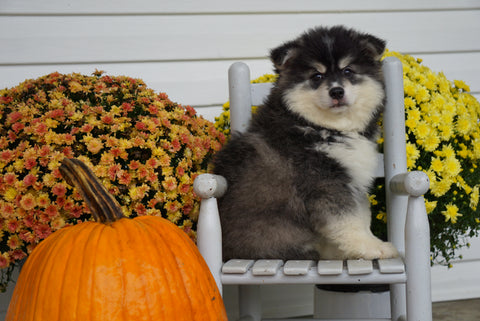 Pomsky For Sale Warsaw OH Male- Bentley