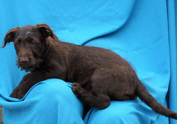 Mini Labradoodle For Sale Sugarcreek, OH Male- Winston