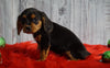 Beaglier For Sale Fredericksburg, OH Male- Peanut