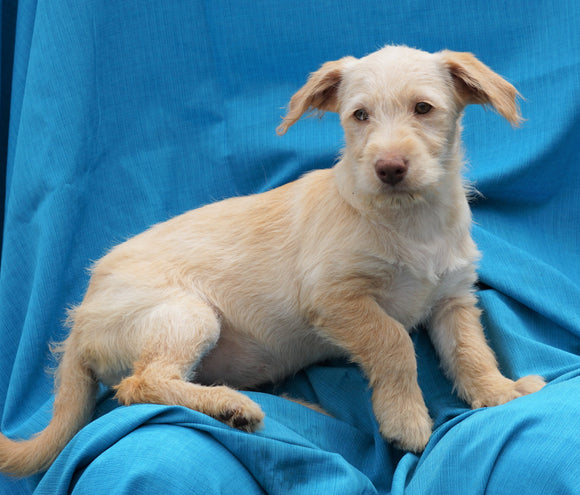 Mini Labradoodle For Sale Sugarcreek, OH Female- Bailey