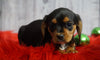 Beaglier For Sale Fredericksburg, OH Male- Peanut