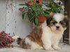 Shih Tzu Puppy For Sale Millersburg, OH Female- Misty SOLD
