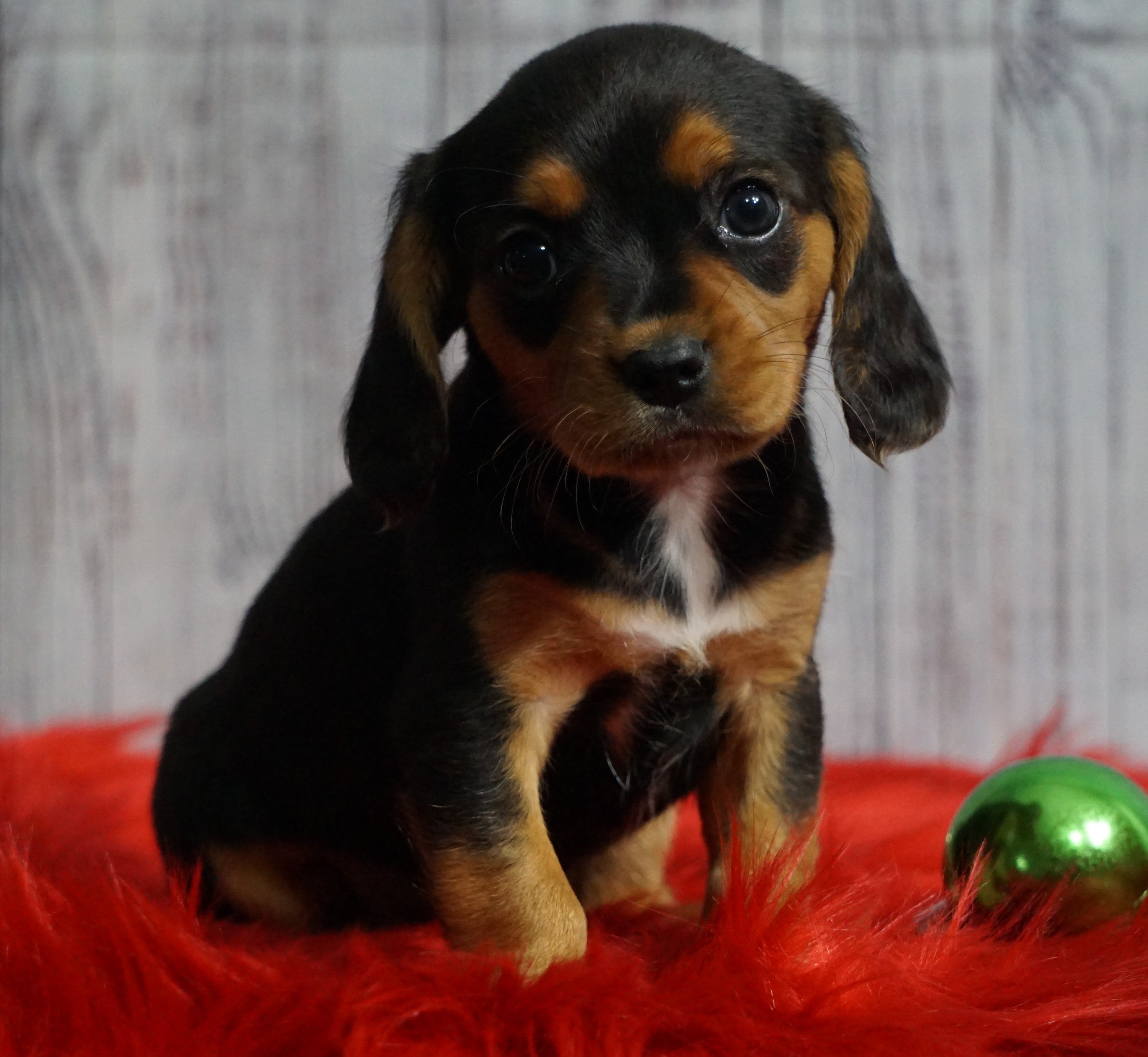 Beaglier For Sale Fredericksburg, OH Male- Peanut – AC Puppies LLC