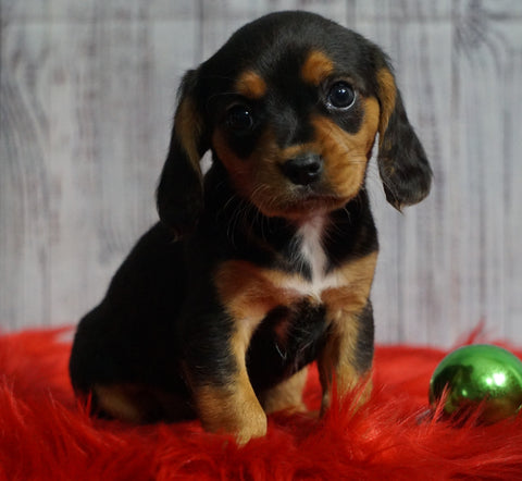 Beaglier For Sale Fredericksburg, OH Male- Peanut