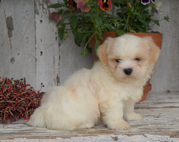 Shih Tzu Puppy For Sale Millersburg, OH Male- Duramax SOLD