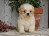 Shih Tzu Puppy For Sae Millersburg, OH Male- Jasper SOLD