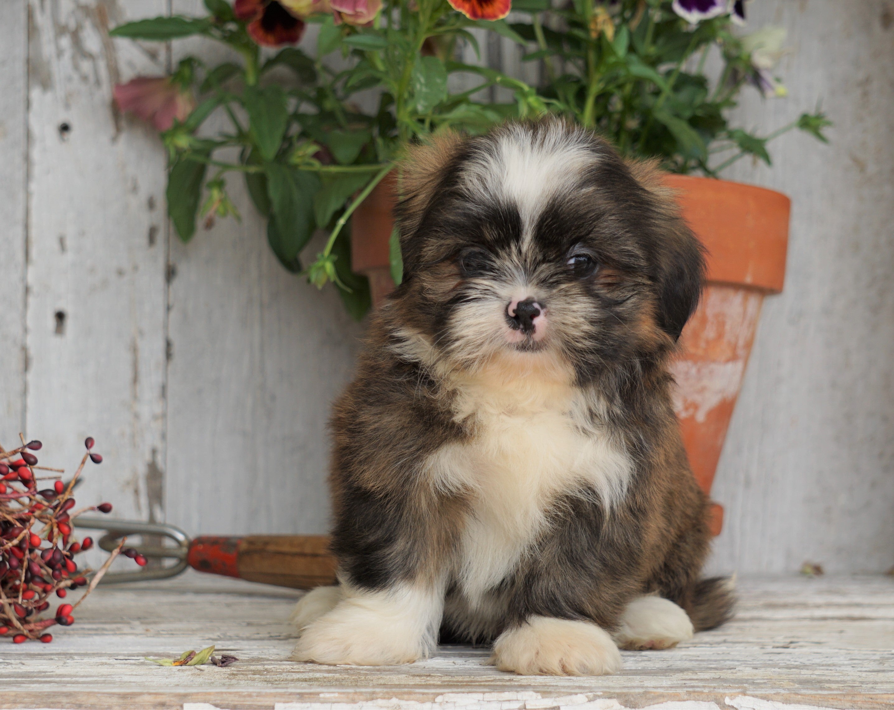 Benji - Shih Tzu Puppy for Sale in Millersburg, OH