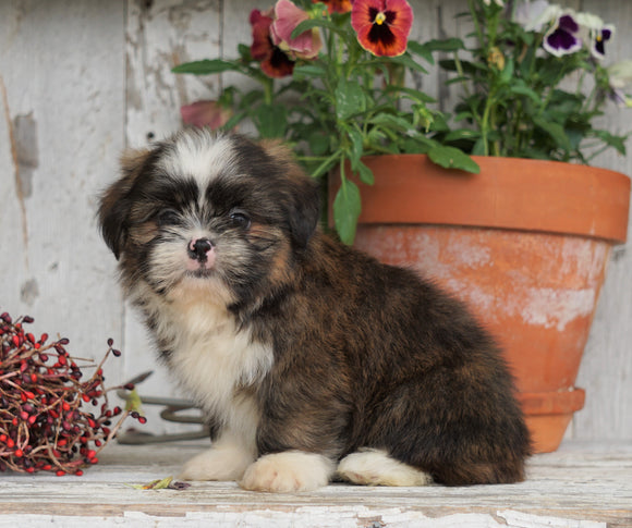 Shih Tzu Puppy For Sale Millersburg, OH Male- Lebron