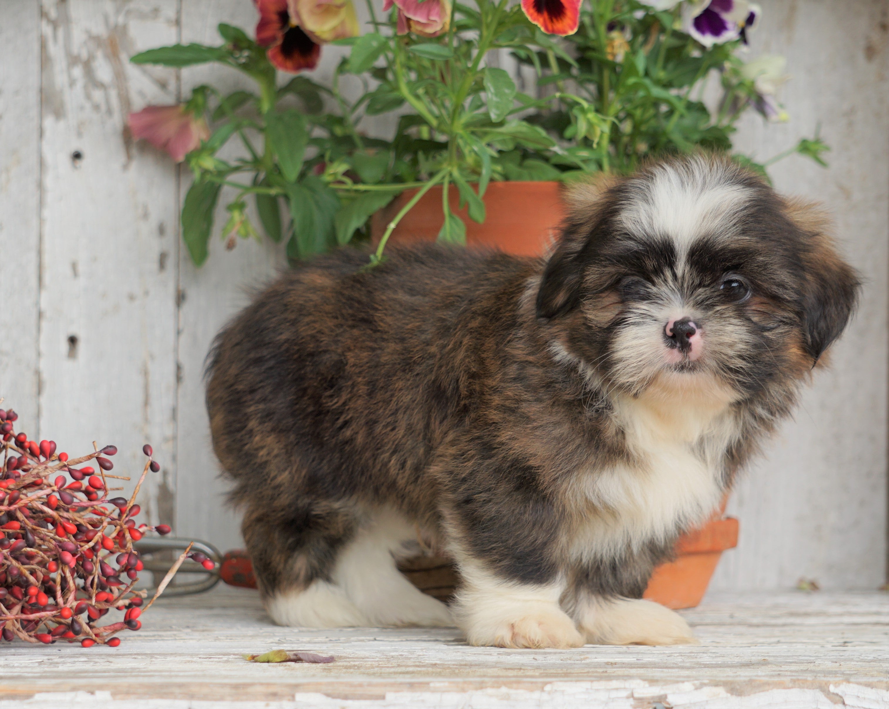 Benji - Shih Tzu Puppy for Sale in Millersburg, OH