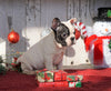 AKC Registered French Bulldog For Sale Millersburg, OH Female- Lucy