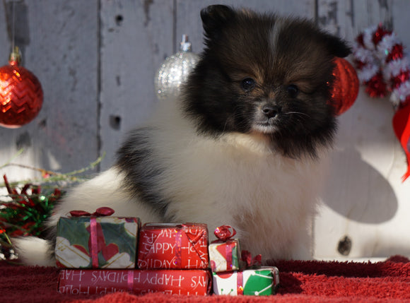 ACA Registered Pomeranian For Sale Millersburg, OH Female- Stella