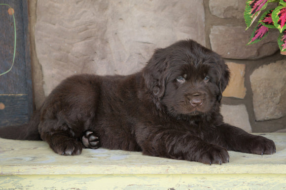 AKC Registered Newfoundland For Sale Dalton, OH Male- Moose