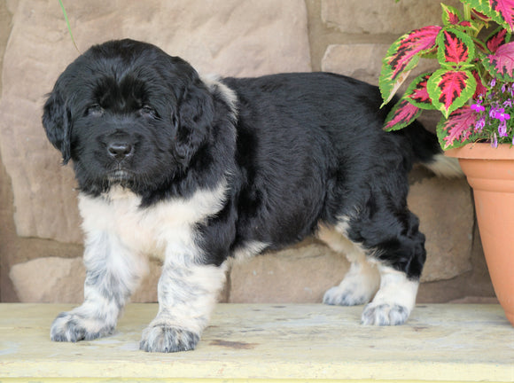 AKC Registered Newfoundland For Sale Dalton, OH Female- Sally