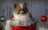 ACA Registered Pomeranian For Sale Millersburg, OH Male- Jax