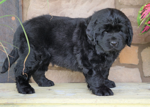 AKC Registered Newfoundland For Sale Dalton, OH Male- Ben