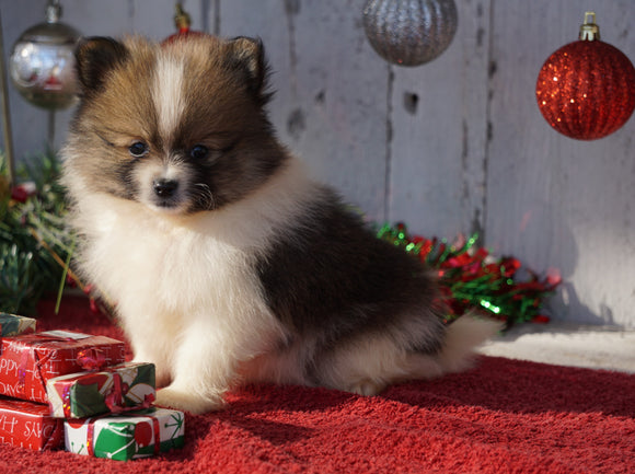 ACA Registered Pomeranian For Sale Millersburg, OH Male- Jax