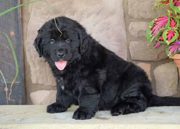 AKC Registered Newfoundland For Sale Dalton, OH Male- Mr