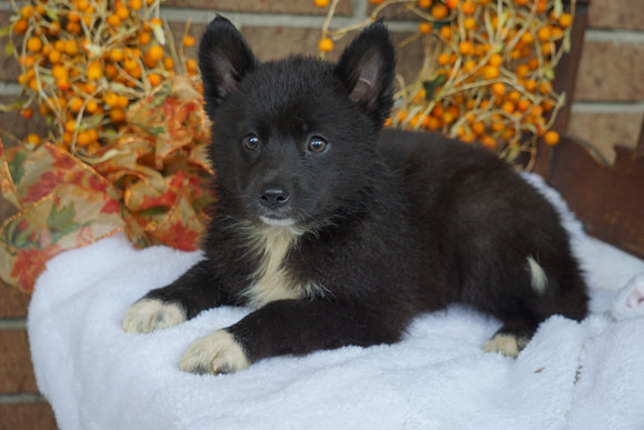 Pomsky For Sale Fredericksburg OH Female- Tiffany