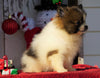 ACA Registered Pomeranian For Sale Millersburg, OH Female- Missy