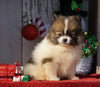 ACA Registered Pomeranian For Sale Millersburg, OH Female- Missy