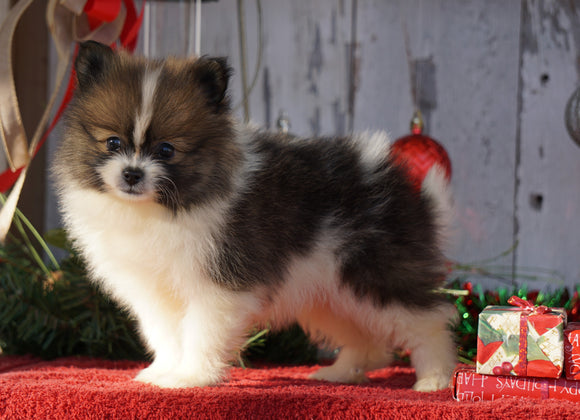 ACA Registered Pomeranian For Sale Millersburg, OH Female- Missy