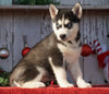 AKC Registered Siberian Husky For Sale Millersburg, OH Female- Luna