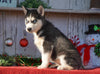 AKC Registered Siberian Husky For Sale Millersburg, OH Female- Luna