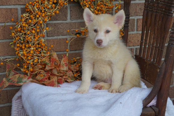 Pomsky For Sale Fredericksburg OH Male- Tanner