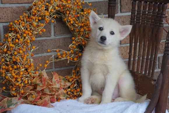 Pomsky For Sale Fredericksburg OH Male- Oscar