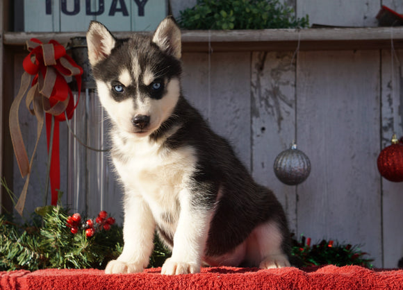 AKC Registered Siberian Husky For Sale Millersburg, OH Female- Mia