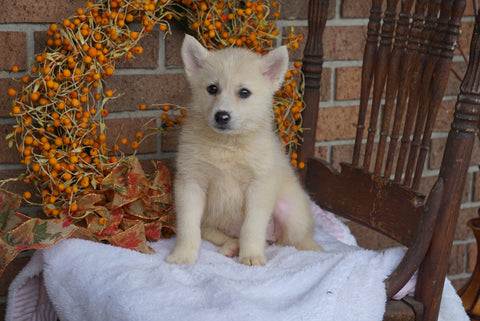 Pomsky Puppy For Sale Fredericksburg OH Female- Tara