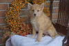 Pomsky Puppy For Sale Fredericksburg OH Female- Tammy