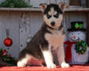 AKC Registered Siberian Husky For Sale Millersburg, OH Male- Blake