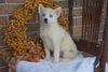 Pomsky Puppy For Sale Fredericksburg OH Female- Taylor