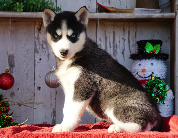 AKC Registered Siberian Husky For Sale Millersburg, OH Female- Candy