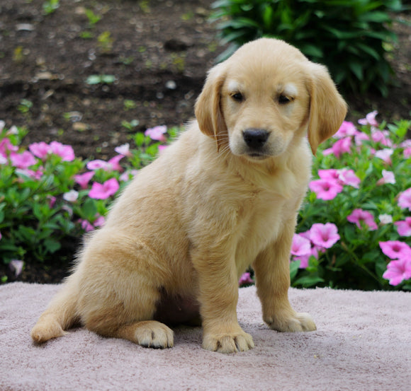 AKC Registered Golden Retriever For Sale Fredericksburg, OH Female- Ginger