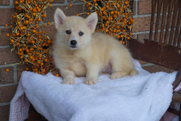 Pomsky Puppy For Sale Fredericksburg OH Female- Tabby