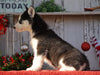 AKC Registered Siberian Husky For Sale Millersburg, OH Female- Dolly