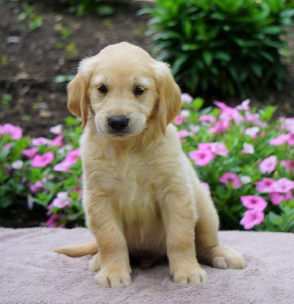 AKC Registered Golden Retriever For Sale Fredericksburg, OH Male- Rusty