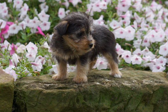 Foodle Puppy For Sale Fredericksburg OH Female- Daisy