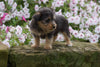 Foodle Puppy For Sale Fredericksburg OH Female- Daisy