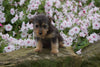 Foodle Puppy For Sale Fredericksburg OH Female- Daisy