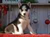 AKC Registered Siberian Husky For Sale Millersburg, OH Female- Dolly
