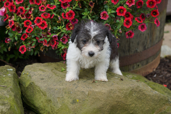 Foodle Puppy For Sale Fredericksburg OH Male- Lucky