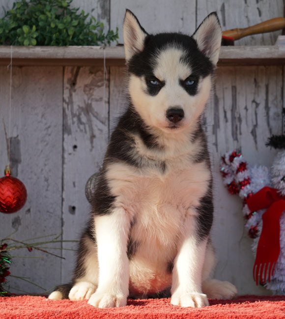 AKC Registered Siberian Husky For Sale Millersburg, OH Female- Dolly