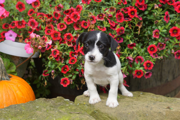 Foodle Puppy For Sale Fredericksburg OH Male- Oreo