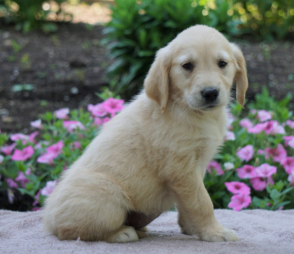 AKC Registered Golden Retriever For Sale Fredericksburg, OH Female- Jennie