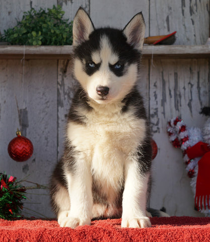 AKC Registered Siberian Husky For Sale Millersburg, OH Female- Callie