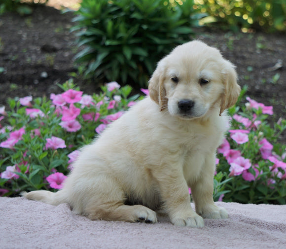 AKC Registered Golden Retriever For Sale Fredericksburg, OH Male- Bruce