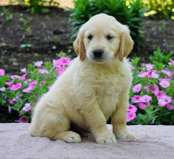 AKC Registered Golden Retriever For Sale Fredericksburg, OH Male- Gwen